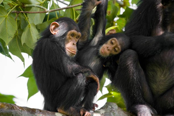 gombe and mahale chimpanzee safaris